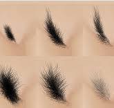 da liễu gần đây